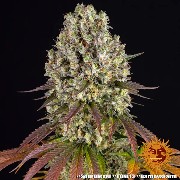 Semilla de marihuana Sour Diesel de Barneys Farm - Foto 3