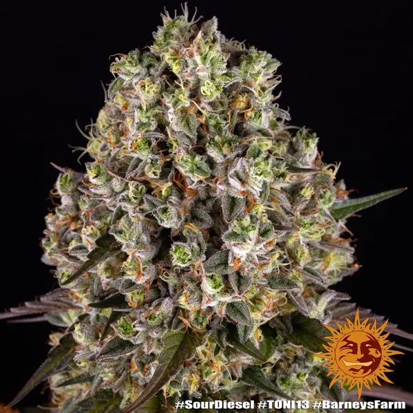 Semilla de marihuana Sour Diesel de Barneys Farm - Foto 6