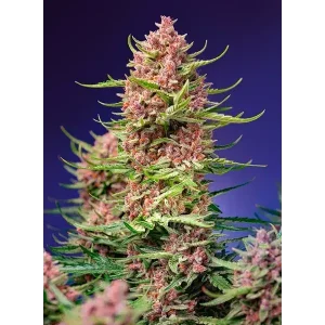 Semilla de marihuana Strawberry Cola Sherbet Fast de Sweet Seeds - Foto 1