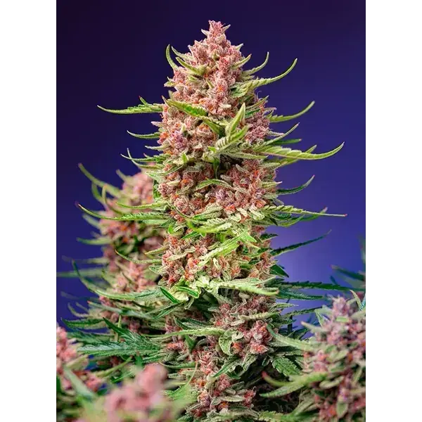Semilla de marihuana Strawberry Cola Sherbet Fast de Sweet Seeds - Foto 1