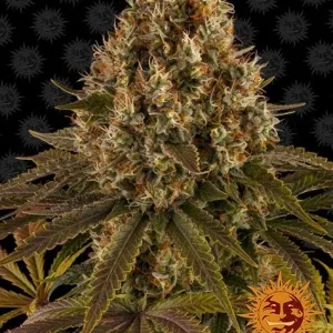 Semilla de marihuana Strawberry Lemonade de Barneys Farm - Foto 1