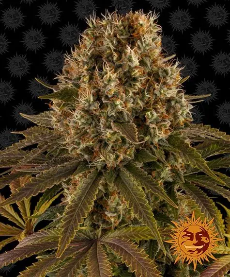 Semilla de marihuana Strawberry Lemonade de Barneys Farm - Foto 1