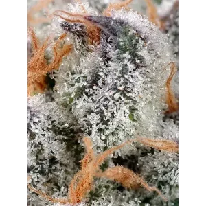 Semilla de marihuana Sweet Cheese Fem de Sweet Seeds - Foto 1