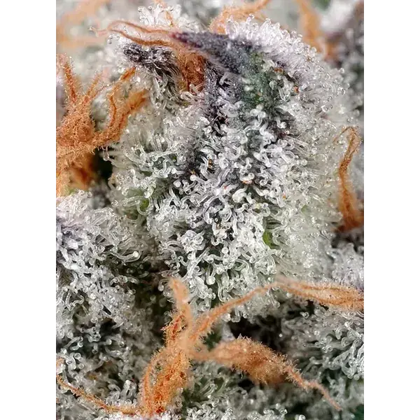 Semilla de marihuana Sweet Cheese Fem de Sweet Seeds - Foto 1