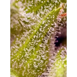 Semilla de marihuana Sweet Cherry Pie FEM de Sweet Seeds - Foto 1