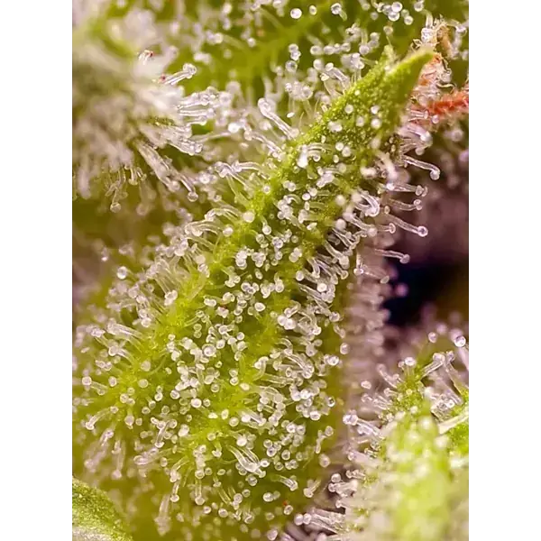 Semilla de marihuana Sweet Cherry Pie FEM de Sweet Seeds - Foto 1