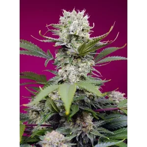 Semilla de marihuana Sweet Mandarine Zkittlez Xl Auto de Sweet Seeds - Foto 1