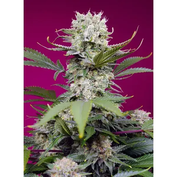 Semilla de marihuana Sweet Mandarine Zkittlez Xl Auto de Sweet Seeds - Foto 1