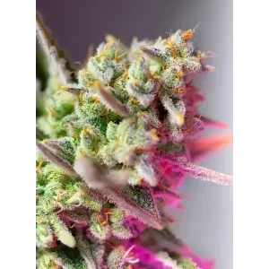 Semilla de marihuana Sweet Mimosa Xl Auto de Sweet Seeds - Foto 1