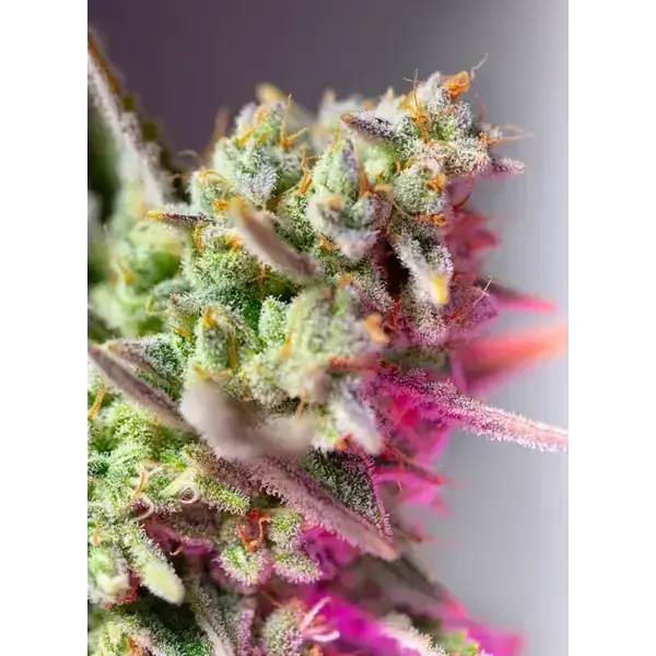 Semilla de marihuana Sweet Mimosa Xl Auto de Sweet Seeds - Foto 1