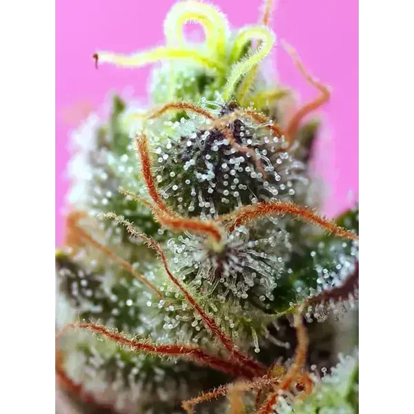 Semilla de marihuana Sweet Mimosa Xl Auto de Sweet Seeds - Foto 3