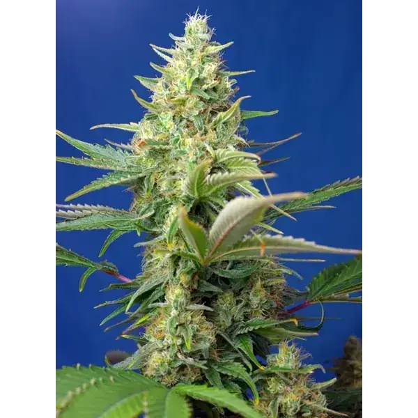 Semilla de marihuana Sweet Pure Auto CBD de Sweet Seeds - Foto 1