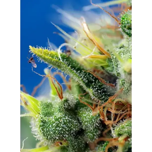 Semilla de marihuana Sweet Pure Auto CBD de Sweet Seeds - Foto 2