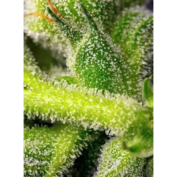 Semilla de marihuana Sweet Pure Auto CBD de Sweet Seeds - Foto 4