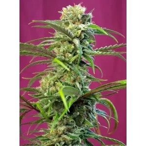 Semilla de marihuana Sweet Tai Fem de Sweet Seeds - Foto 1