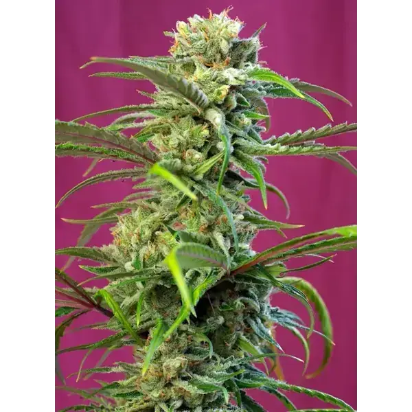 Semilla de marihuana Sweet Tai Fem de Sweet Seeds - Foto 1
