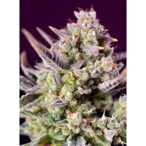 Semilla de marihuana Sweet Zenzation Xl Auto de Sweet Seeds - Foto 1