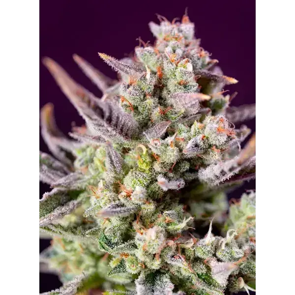 Semilla de marihuana Sweet Zenzation Xl Auto de Sweet Seeds - Foto 1