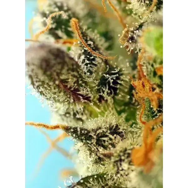Semilla de marihuana Sweet Zenzation Xl Auto de Sweet Seeds - Foto 3