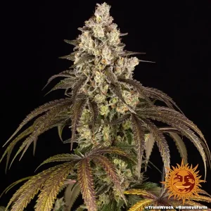 Semilla de marihuana Trainwerck de Barneys Farm - Foto 1