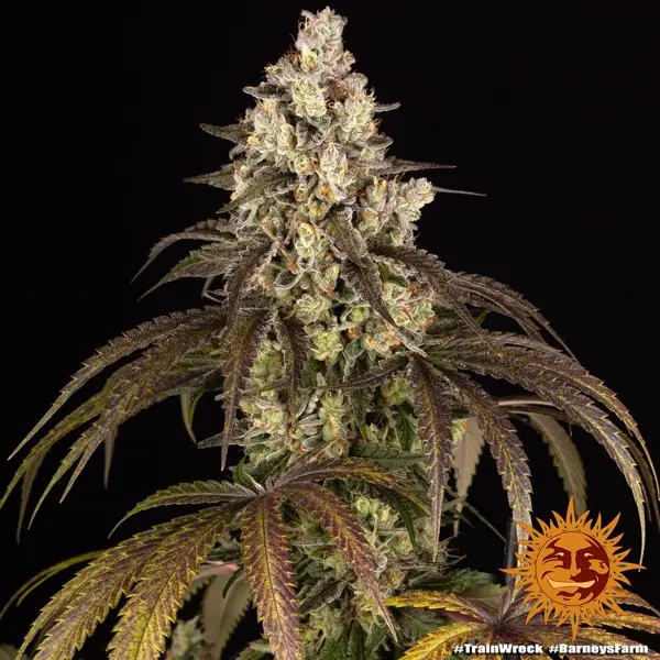 Semilla de marihuana Trainwerck de Barneys Farm - Foto 1