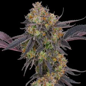 Semilla de marihuana Tropicaba Cherry de Barneys Farm - Foto 1