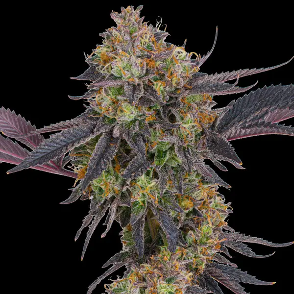 Semilla de marihuana Tropicaba Cherry de Barneys Farm - Foto 1