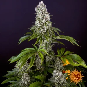 Semilla de marihuana Tropicanna Banana de Barneys Farm - Foto 1