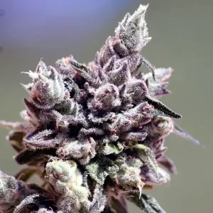 Semilla de marihuana Washing Machine de Ripper Seeds - Foto 1