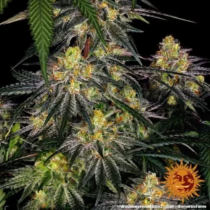 Semilla de marihuana Watermelon Zkittlez de Barneys Farm - Foto 1