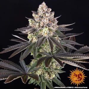 Semilla de marihuana White Runtz de Barneys Farm - Foto 4
