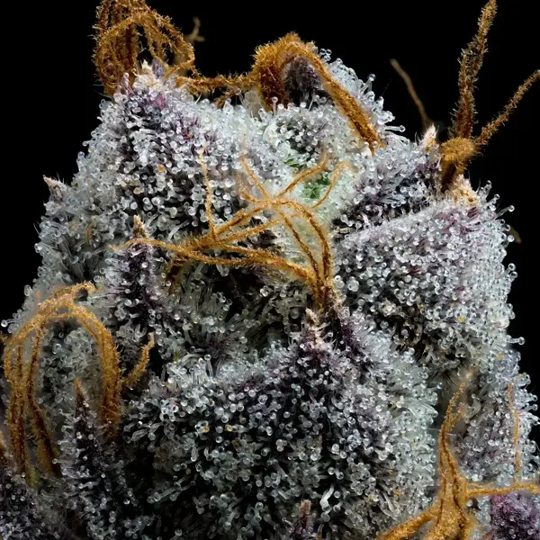 Semilla de marihuana White Runtz de Barneys Farm - Foto 1