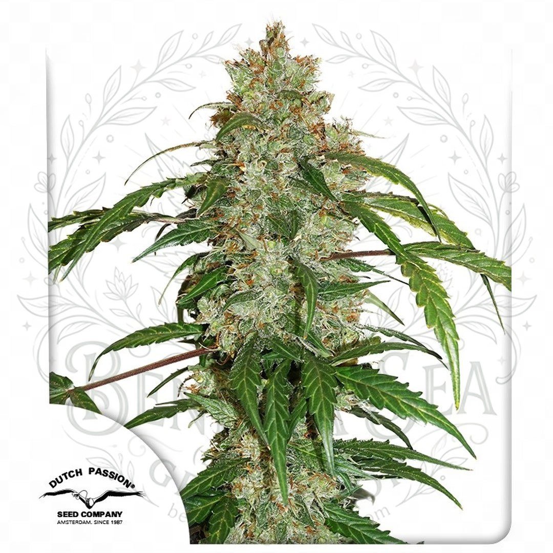 White Widow AUTO CBD: cogollo de White Widow AUTO CBD con la marca de agua de Bendita Sea
