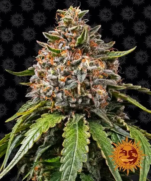 Semilla de marihuana White Widow XXL de Barneys Farm - Foto 10