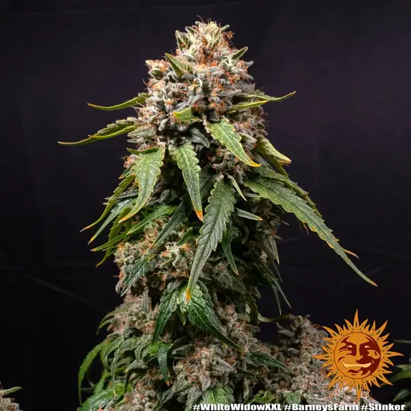 Semilla de marihuana White Widow XXL de Barneys Farm - Foto 9