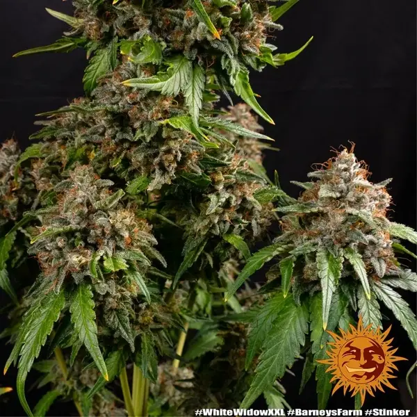 Semilla de marihuana White Widow XXL de Barneys Farm - Foto 4