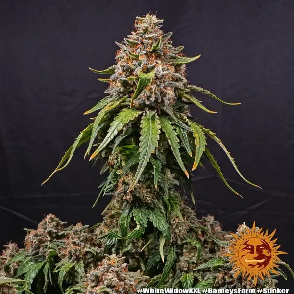 Semilla de marihuana White Widow XXL de Barneys Farm - Foto 3