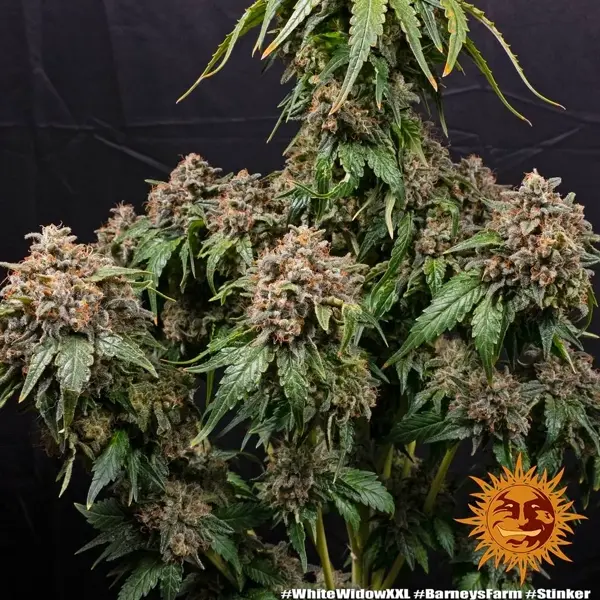 Semilla de marihuana White Widow XXL de Barneys Farm - Foto 2