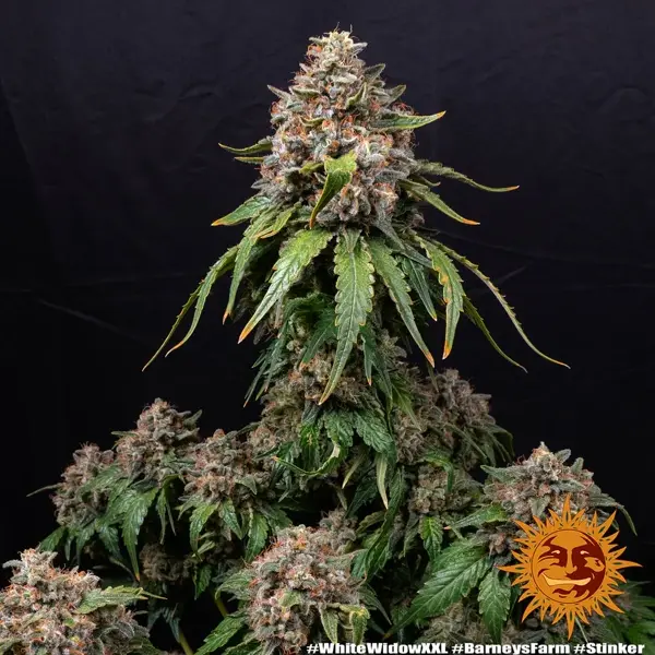 Semilla de marihuana White Widow XXL de Barneys Farm - Foto 8