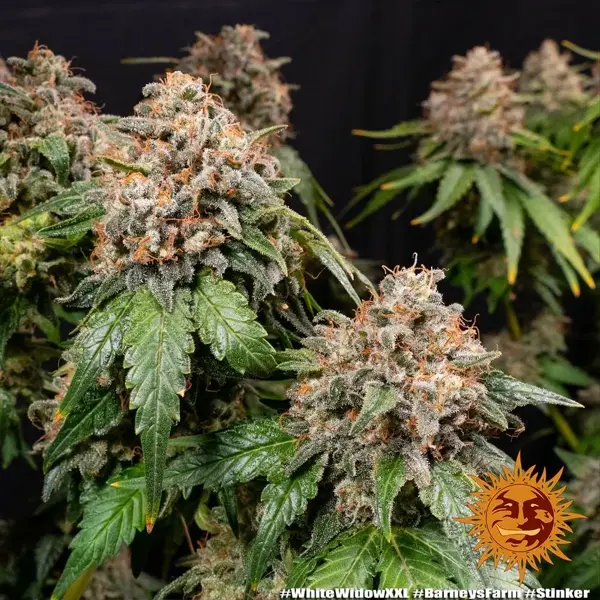 Semilla de marihuana White Widow XXL de Barneys Farm - Foto 11