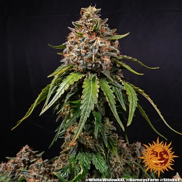 Semilla de marihuana White Widow XXL de Barneys Farm - Foto 7