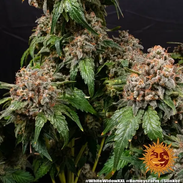 Semilla de marihuana White Widow XXL de Barneys Farm - Foto 5