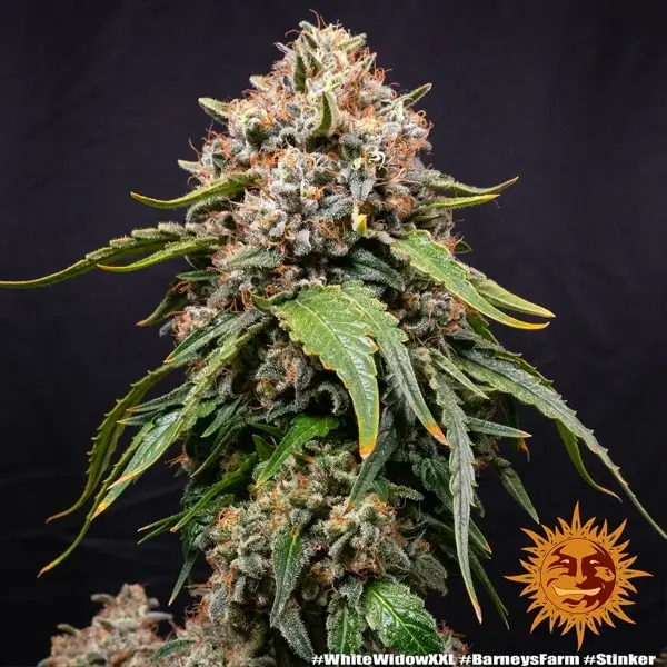 Semilla de marihuana White Widow XXL de Barneys Farm - Foto 1