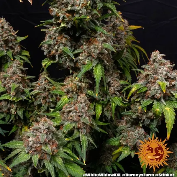 Semilla de marihuana White Widow XXL de Barneys Farm - Foto 6