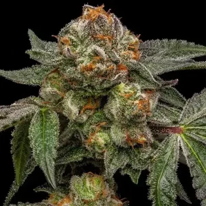 Semilla de marihuana Zake fem de Ripper Seeds - Foto 1