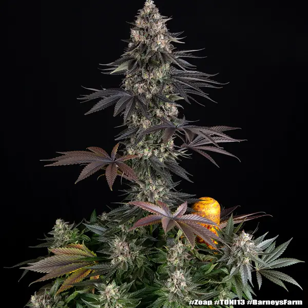 Semilla de marihuana Zoap de Barneys Farm - Foto 1